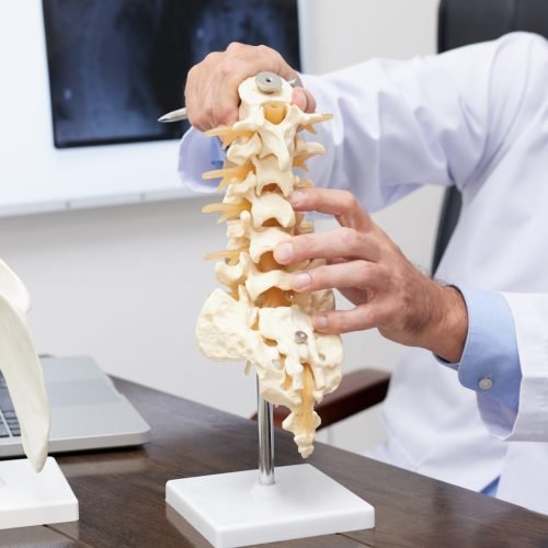 Plastic model of spine on table of osteopath